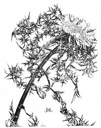 Gro�e Silberdistel - Kupferstich 1929